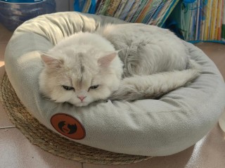 猫咪不进猫窝怎么办？猫咪不进去猫窝（最新）