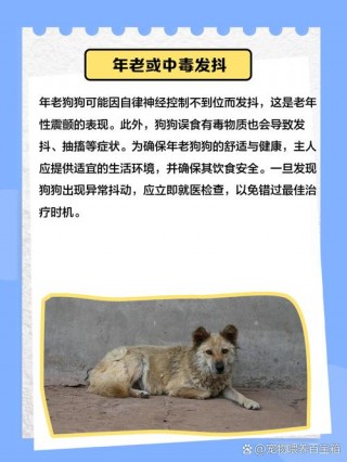 狗狗害怕发抖怎么办？狗狗怕人发抖（最新）