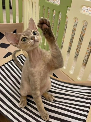 猫咪尴尬期是几个月，（猫尴尬期持续多久）