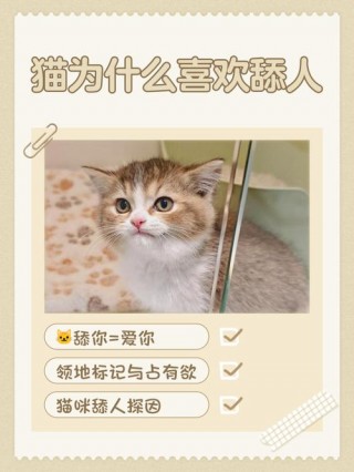 猫咪舔人是什么意思，猫咪舔人是怎么回事？