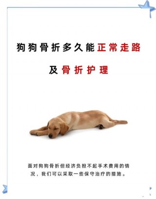 狗狗盆骨断了能自愈吗？狗狗盆骨断裂可以自愈吗（最新）