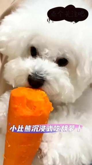 狗狗吃胡萝卜好不好，（狗狗吃胡萝卜容易消化吗）