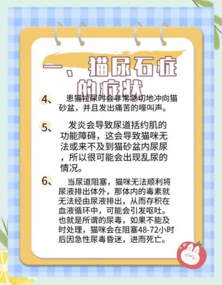 猫咪尿结石的症状，（猫咪尿结石很难治吗）