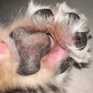 狗狗脚发炎了怎么办，（狗狗脚发炎了怎么办啊）