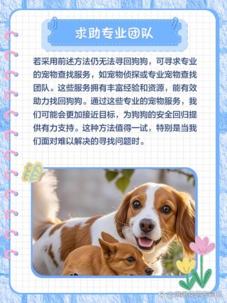 狗狗丢了会自己回家吗，（狗狗丢了会自己回家吗为什么）