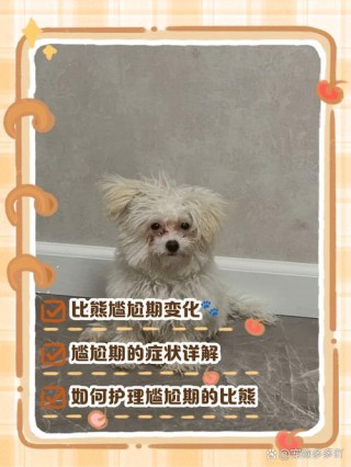 狗狗尴尬期是什么意思，狗狗尴尬期是啥？