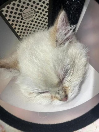 猫咪打喷嚏带血，（猫咪打喷嚏带血怎么回事）