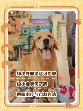 狗狗得细小的治疗方法？狗得细小怎么治疗用什么药（最新）