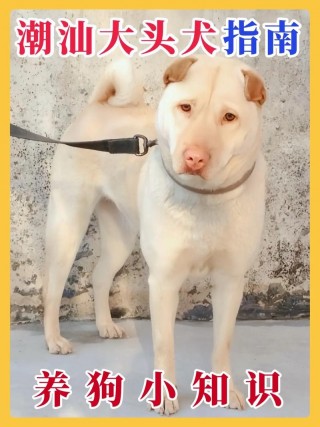 中大型狗狗品种大全？中型犬26种（最新）