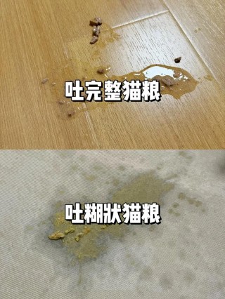猫猫可以吃玉米吗，猫咪能不能吃玉米？