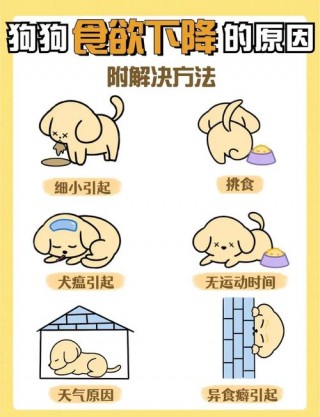 小狗狗不吃饭怎么办，（小狗狗不吃饭怎么办视频）