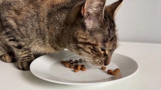 猫咪吃猫粮不嚼，猫咪吃猫粮不嚼直接吞？