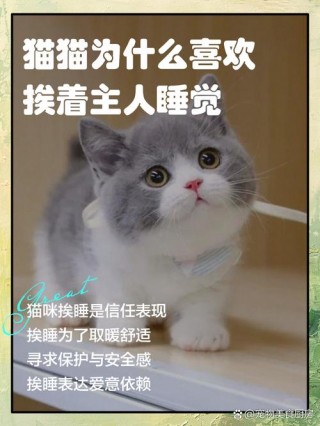 猫咪为什么喜欢和人睡，猫为什么喜欢和人睡觉？