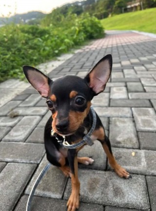 狗狗的指甲应该留多长，狗狗的指甲留多长合适？