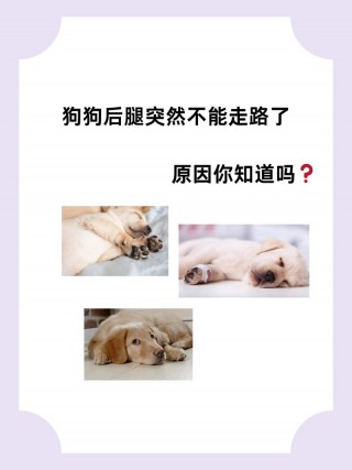 狗狗不愿意走路怎么办？狗不肯走路什么原因（最新）