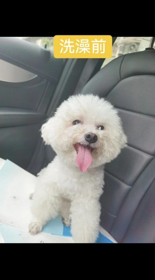 狗狗几个月打针，（狗狗几个月打一次针）