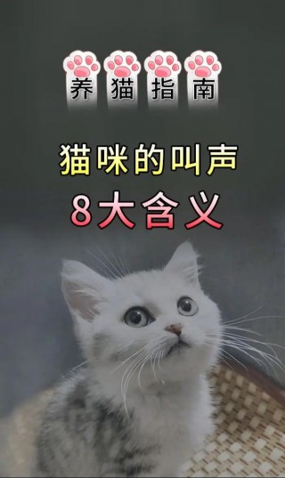 猫咪为什么不叫？猫咪为什么不叫不说话（最新）
