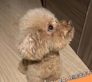 给狗狗起的名字，（给狗狗起的名字高级）