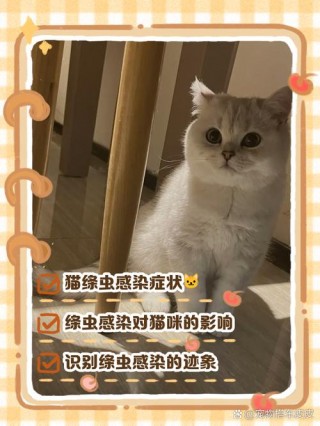 猫咪体内有绦虫的症状，（猫咪体内有绦虫怎么治疗）