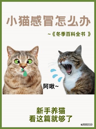 猫咪会不会感冒，（猫猫会感冒嘛）