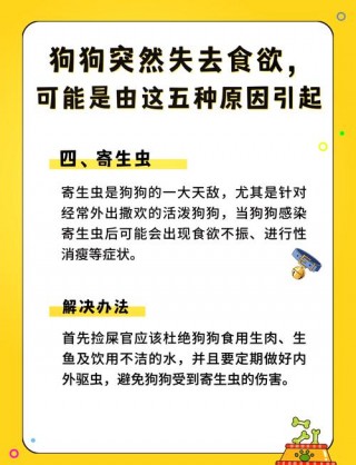 狗狗不爱吃饭怎么办，狗狗厌食呕吐不吃饭怎么办？