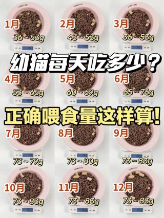 幼猫猫粮吃多少，（幼猫猫粮一次喂多少合适）