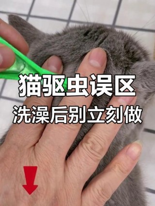 猫咪驱虫后多久洗澡，猫咪驱虫后多长时间可以洗澡？