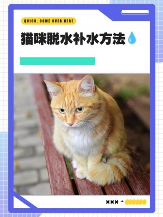 猫咪可以喝葡萄糖水吗，（猫可以喝葡萄糖不）