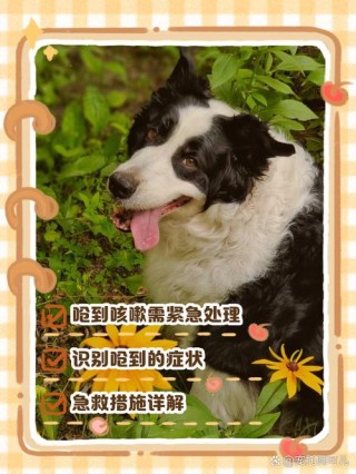 狗狗吃饭呛到了怎么办？狗狗吃东西呛住了什么症状（最新）