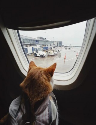 飞机可以带猫咪吗？飞机上可以带猫咪吗多少钱（最新）