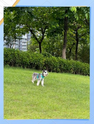 狗狗可以带进酒店吗，（狗狗能带进酒店吗）