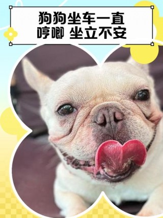 狗狗哼唧是什么意思，（狗狗哼唧怎么办）