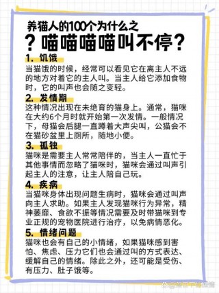 猫咪不叫怎么回事，（猫咪不叫是什么情况）