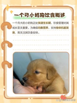 一个月狗狗吃什么，（一个月狗狗吃什么狗粮）