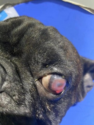 狗狗肠胃出血症状？狗狗肠胃出血了,该怎么办（最新）