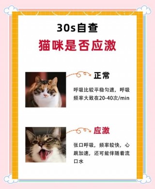 旧包改造成猫咪外出包？自制猫咪包（最新）