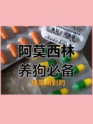 阿莫西林狗狗可以吃吗，狗可以吃阿莫西林胶囊吗?？