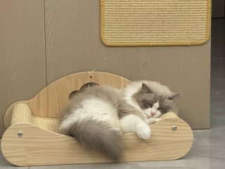 小猫咪一天睡多长时间，小猫咪一天要睡多久？