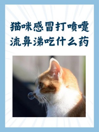 猫咪流鼻涕打喷嚏，（猫咪流鼻涕打喷嚏可以吃阿莫西林吗）