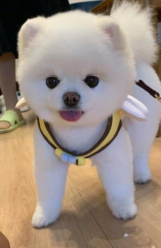 狗狗大喘气怎么回事，狗狗大喘气怎么了？