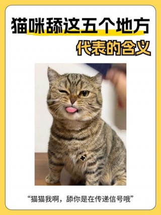 猫咪舔人手什么意思？猫咪舔人的手是什么意思（最新）