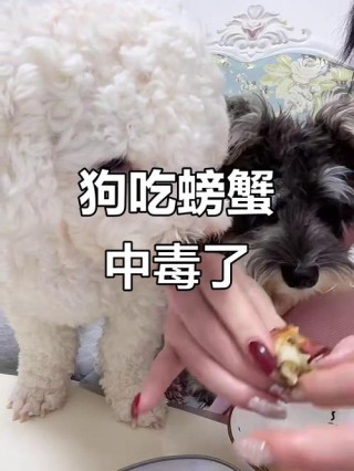 狗狗能吃河蟹吗，狗可不可以吃河蟹？