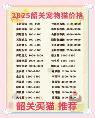 猫咪品种及费用？猫咪品种及费用表（最新）
