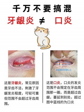 猫咪口炎好转征兆，猫咪口炎后期症状？