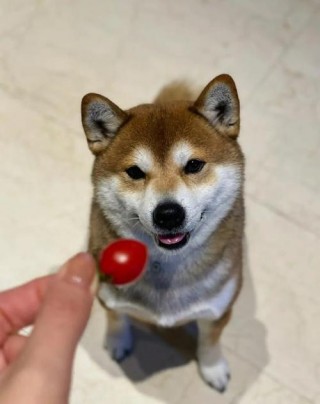 狗狗能吃小西红柿吗？狗狗能吃小西红柿吗有毒吗（最新）