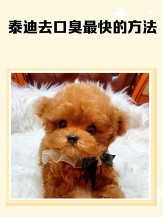 泰迪狗狗口臭怎么办，泰迪狗狗口臭怎么办吃什么药？