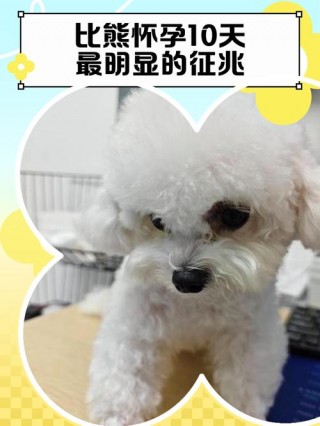 怎么快速判断狗狗怀孕？怎样快速判断狗狗是否怀孕（最新）