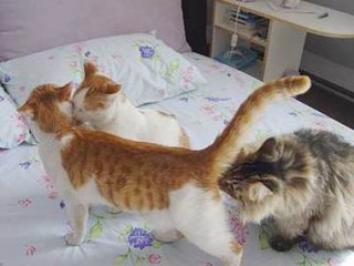 猫咪多大开始发情，小母猫几个月来月经？