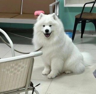 狗狗上火了怎么办怎么清火？狗狗上火了应该怎么吃饭（最新）