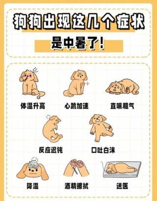 夏天如何给狗狗降温，夏天如何给狗狗降温呢？